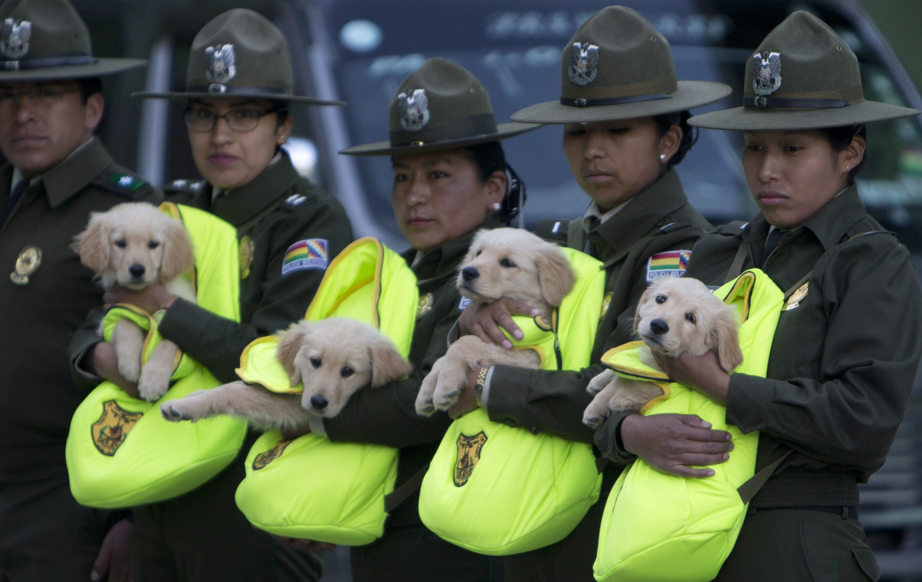Golden retriever puppies